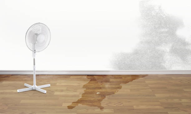 Best Water damage repair service  in Stockton, IL