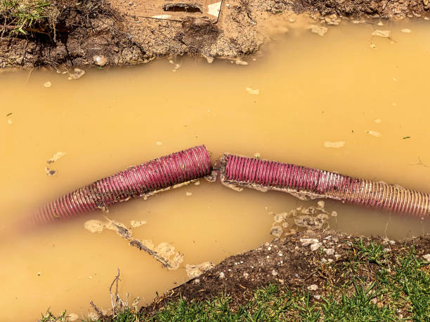 Best Mold removal after water damage  in Stockton, IL